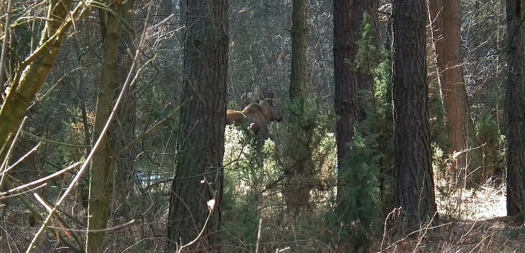 .Łoś (Alces alces)