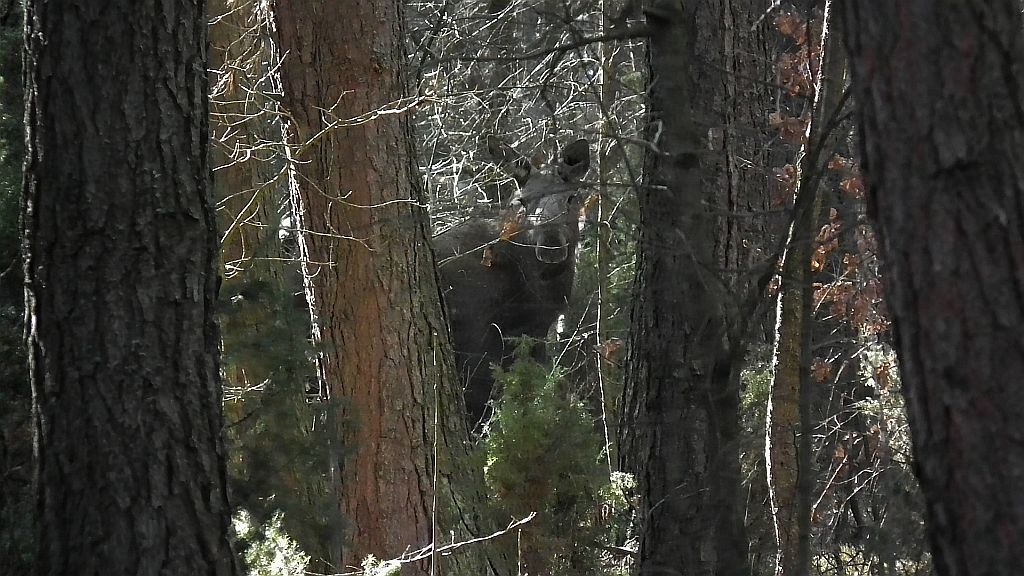 .Łoś (Alces alces)