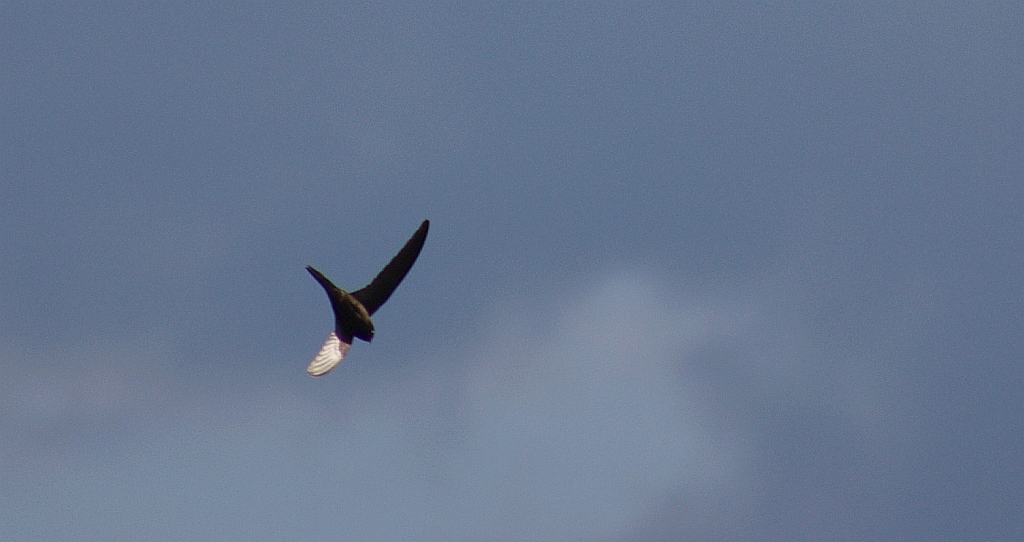 Jerzyk zwyczajny, jerzyk (Apus apus)