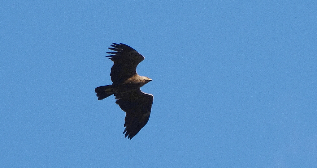Orlik krzykliwy (Clanga pomarina)