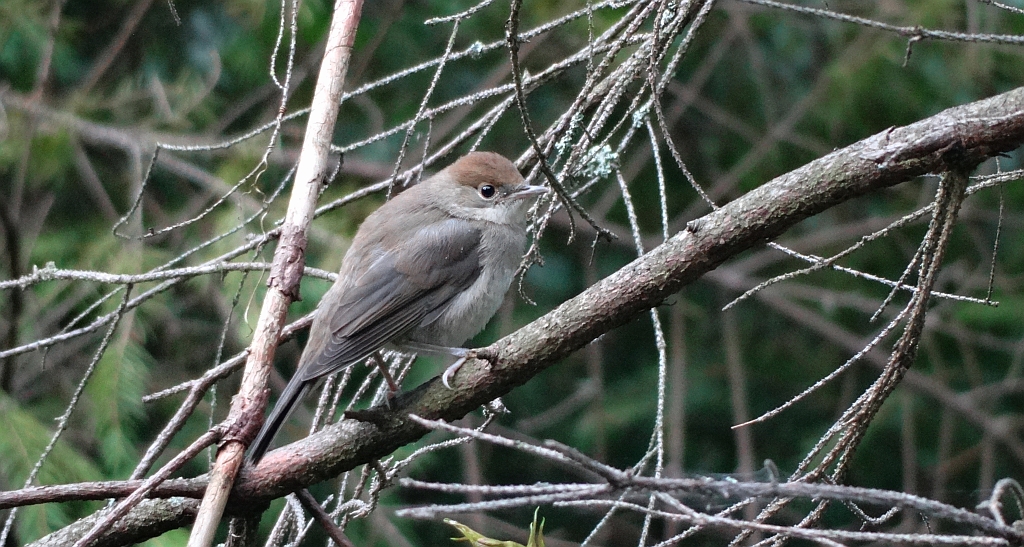 Kapturka, pokrzewka czarnołbista, pokrzewka czarnogłowa (Sylvia atricapilla)