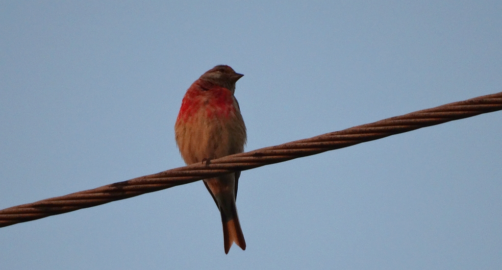 Makolągwa zwyczajna, makolągwa (Linaria cannabina)