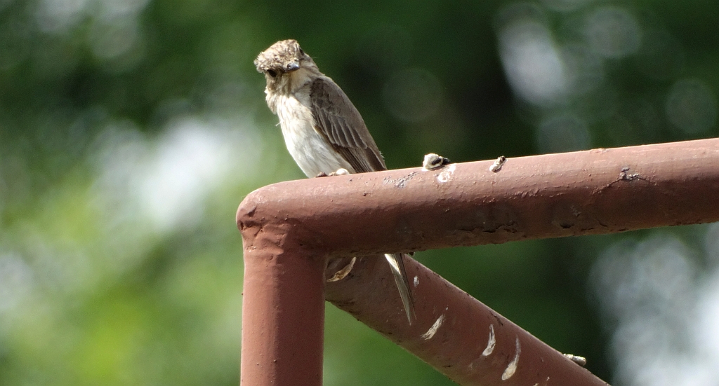 Muchołówka szara (Muscicapa striata)