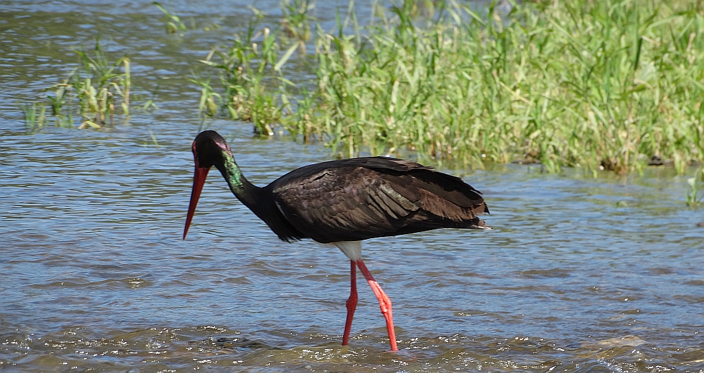 Bocian czarny, hajstra (Ciconia nigra)