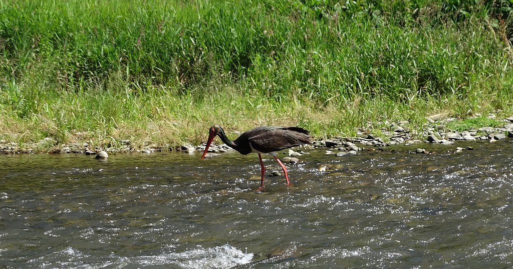 Bocian czarny, hajstra (Ciconia nigra)