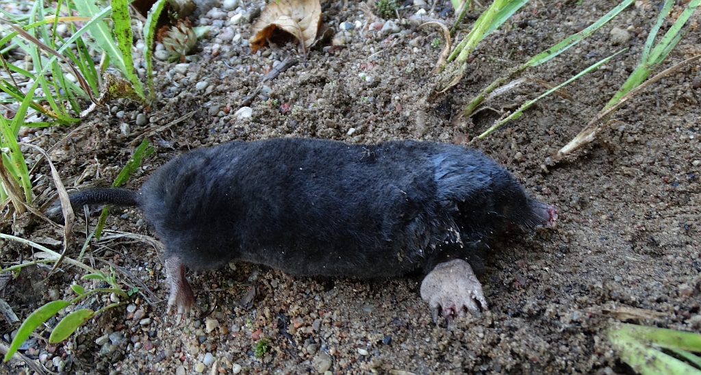 Kret europejski (Talpa europaea)