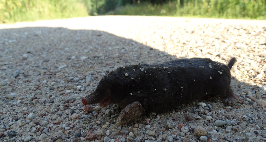 Kret europejski (Talpa europaea)