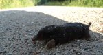Kret europejski (Talpa europaea)