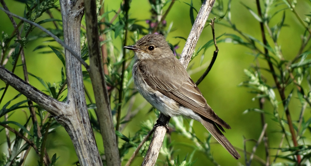 Muchołówka szara (Muscicapa striata)