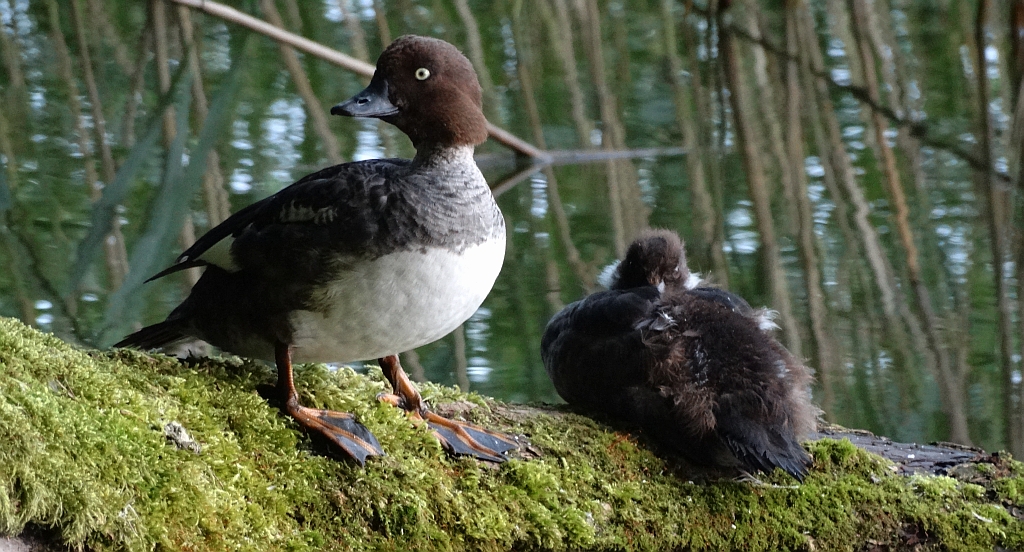 Gągoł, gągoł krzykliwy (Bucephala clangula)