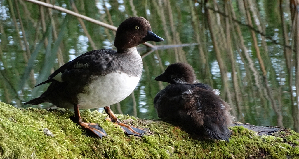 Gągoł, gągoł krzykliwy (Bucephala clangula)