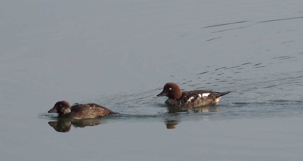 Gągoł, gągoł krzykliwy (Bucephala clangula)