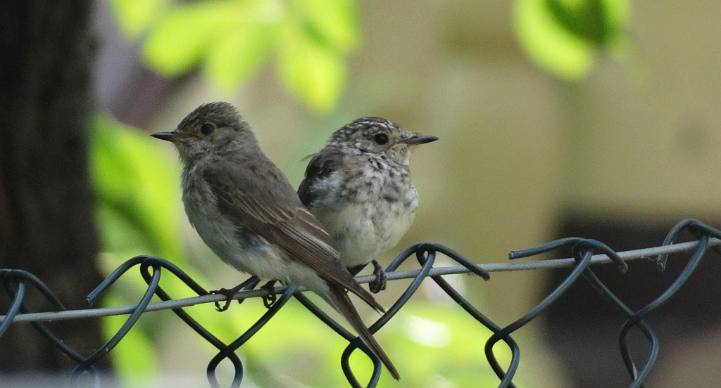Muchołówka szara (Muscicapa striata)