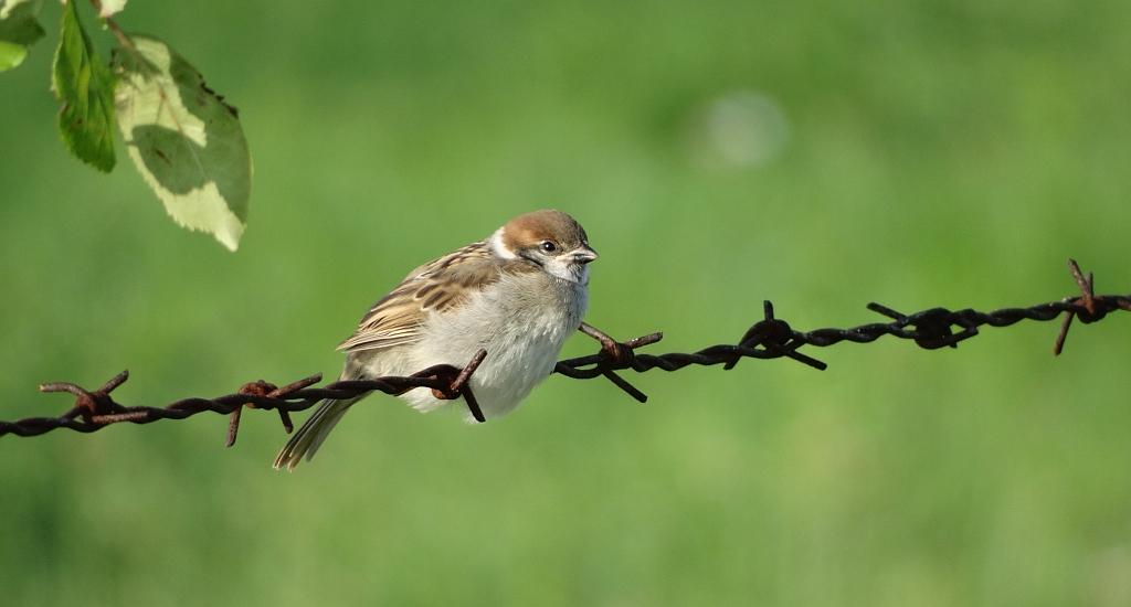 Mazurek, wróbel mazurek, wróbel polny (Passer montanus)