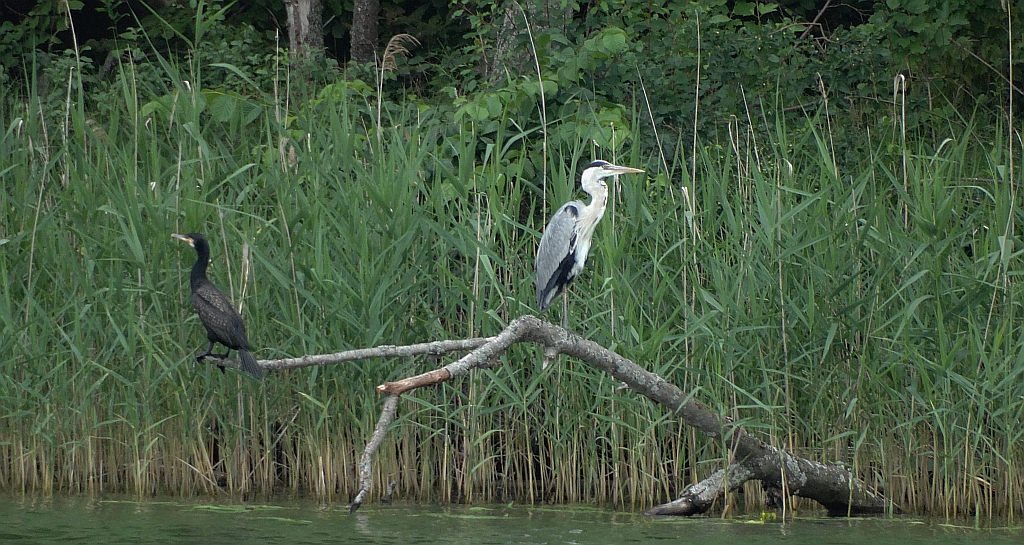 Kormoran zwyczajny, kormoran czarny (Phalacrocorax carbo) i czapla siwa (Ardea cinerea)