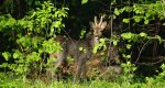 Sarna europejska, sarna (Capreolus capreolus)