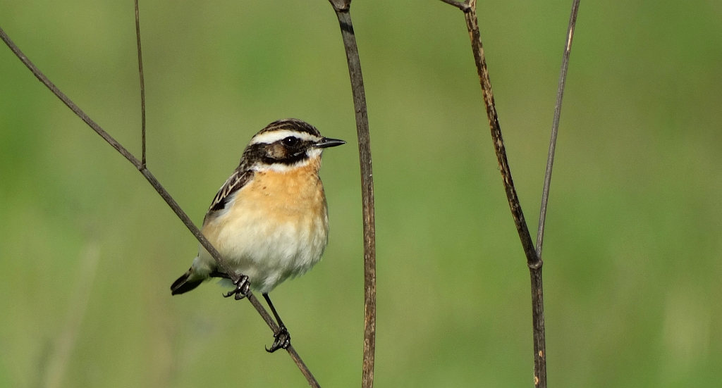 Pokląskwa (Saxicola rubetra)