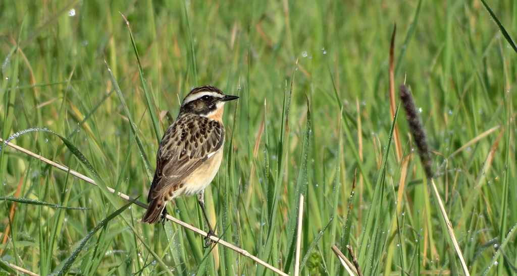 Pokląskwa (Saxicola rubetra)