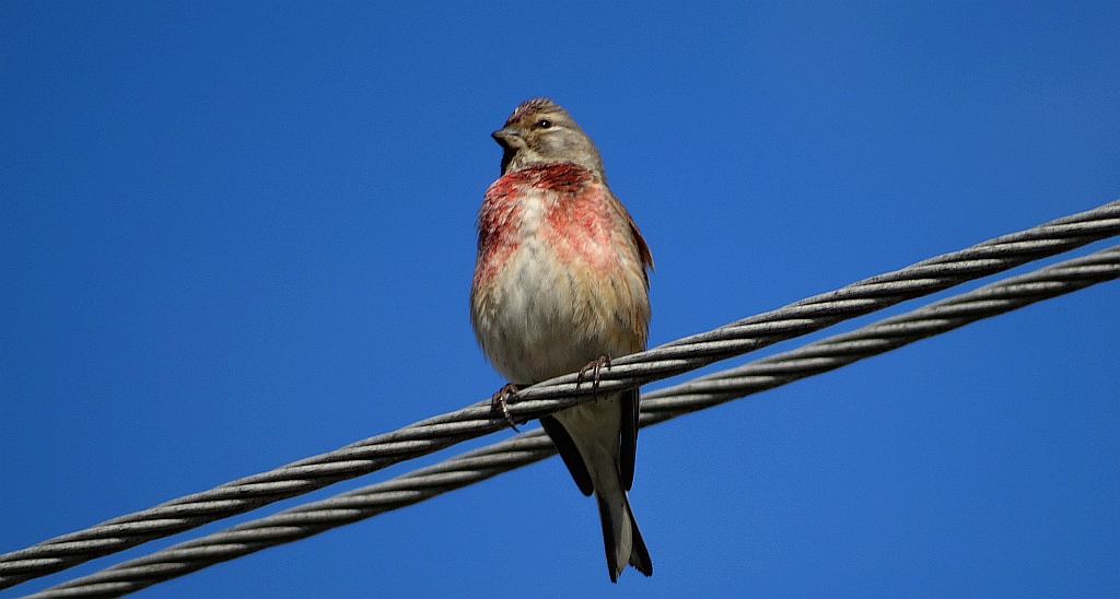 Makolągwa (Carduelis cannabina)