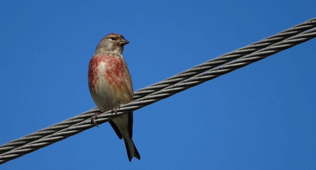 Makolągwa (Carduelis cannabina)