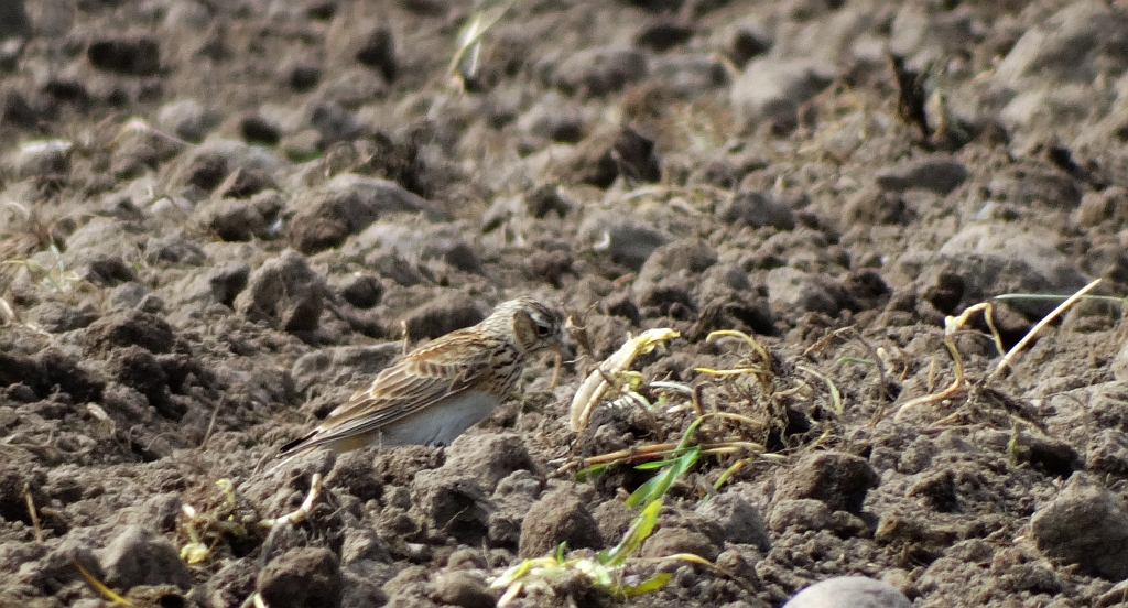 Skowronek zwyczajny, skowronek polny, skowronek, rolak (Alauda arvensis)