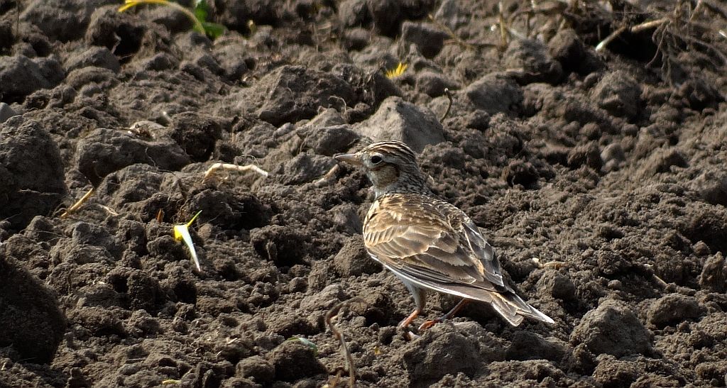 Skowronek zwyczajny, skowronek polny, skowronek, rolak (Alauda arvensis)
