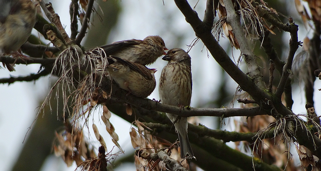 Makolągwa (Carduelis cannabina)