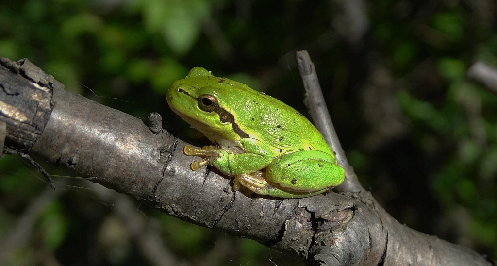 Rzekotka drzewna (Hyla arborea)