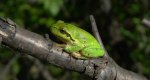 Rzekotka drzewna (Hyla arborea)