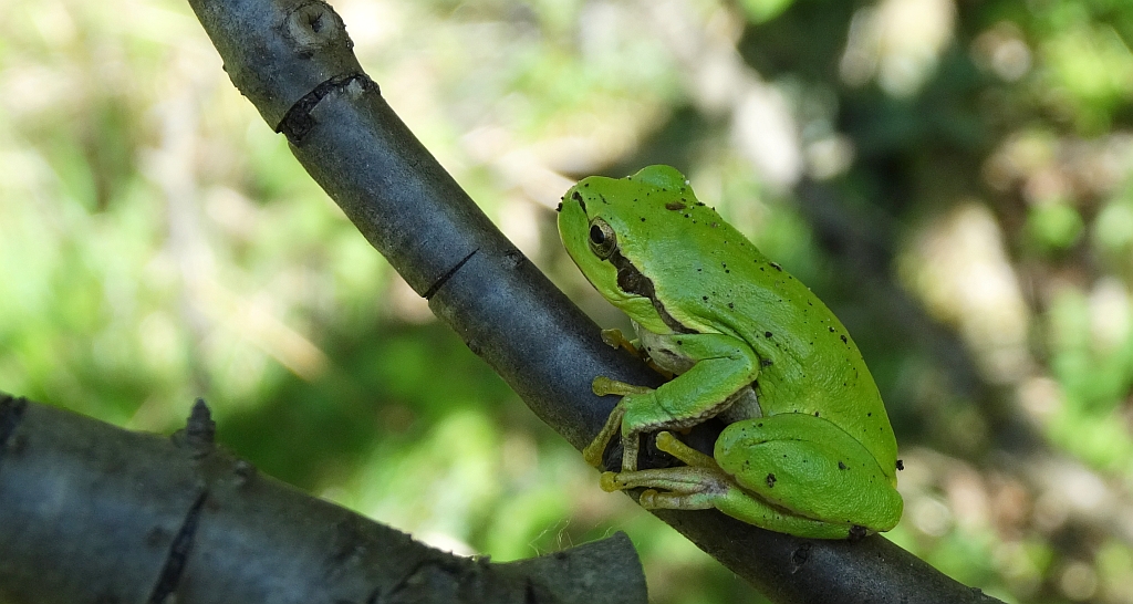 Rzekotka drzewna (Hyla arborea)