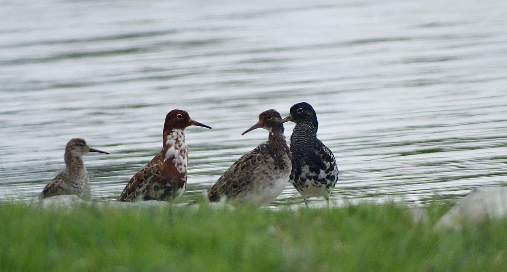 Batalion, bojownik batalion, bojownik zmienny, biegus bojownik, bojownik odmienny (Calidris pugnax)