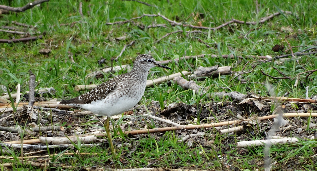 Łęczak, brodziec leśny, trawnik (Tringa glareola)