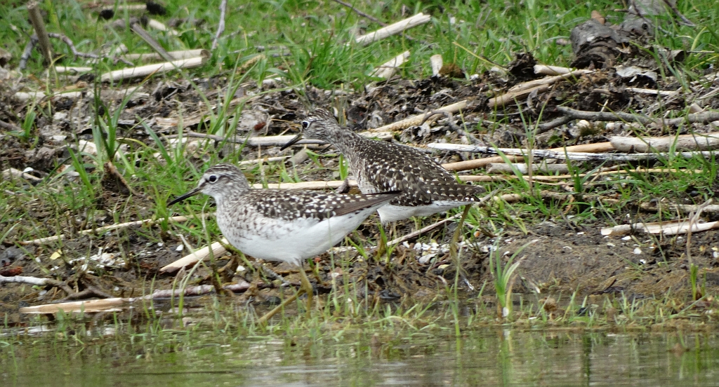 Łęczak, brodziec leśny, trawnik (Tringa glareola)