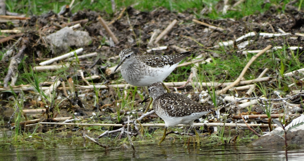 Łęczak, brodziec leśny, trawnik (Tringa glareola)