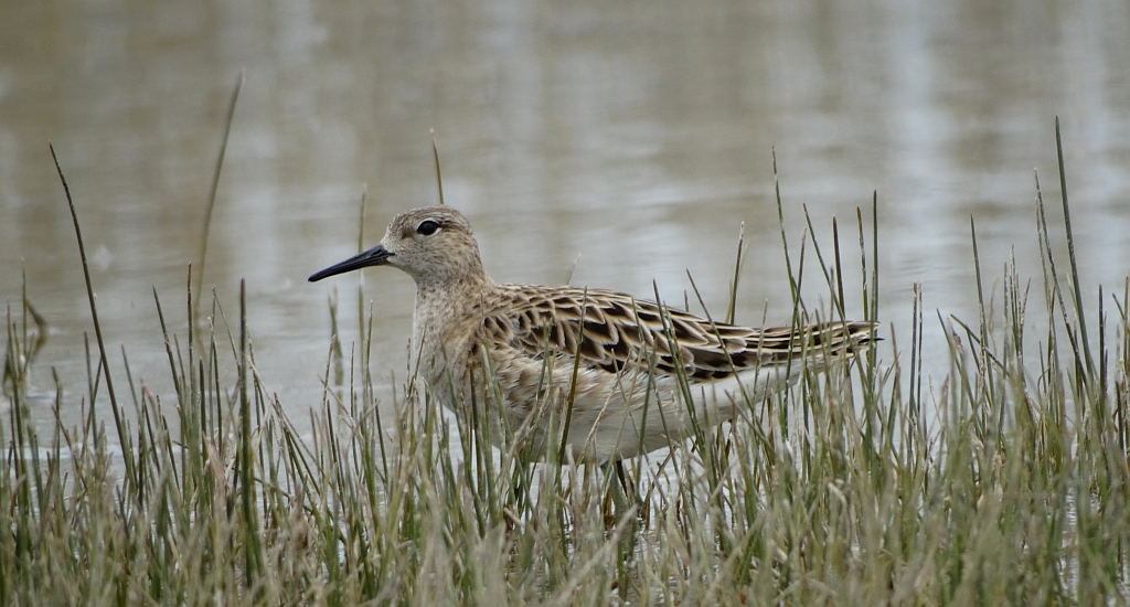 Batalion, bojownik batalion, bojownik zmienny, biegus bojownik, bojownik odmienny (Calidris pugnax)