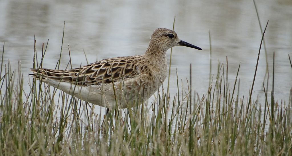 Batalion, bojownik batalion, bojownik zmienny, biegus bojownik, bojownik odmienny (Calidris pugnax)