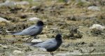 Rybitwa czarna, rybitwa żałobna (Chlidonias niger)