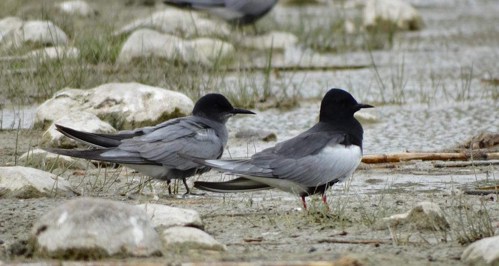 Rybitwa czarna, rybitwa żałobna (Chlidonias niger) i rybitwa białoskrzydła (Chlidonias leucopterus)