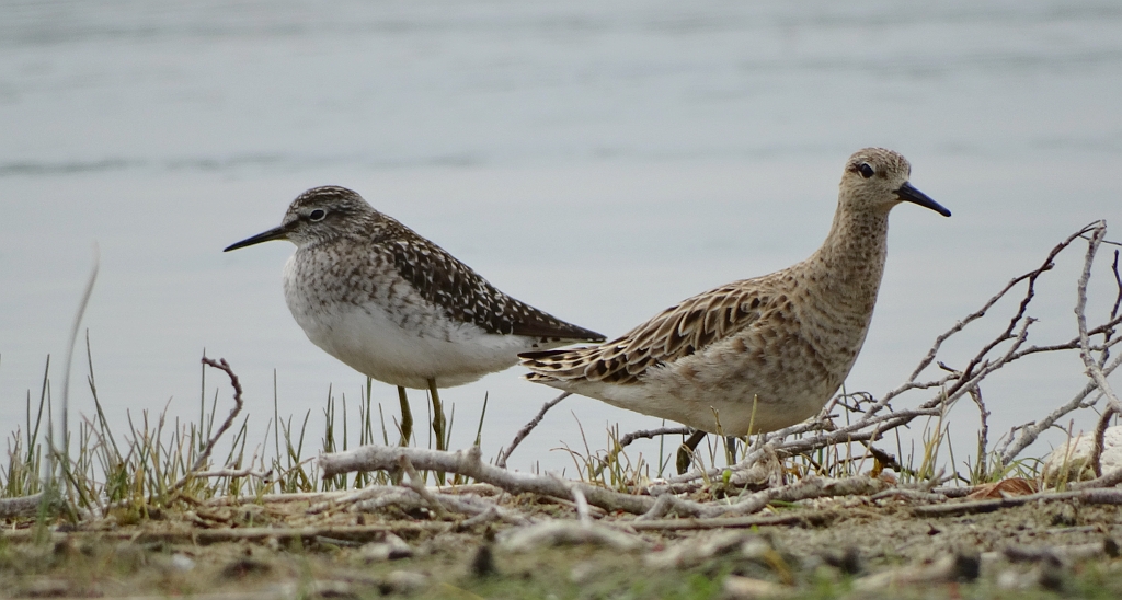 Batalion, bojownik batalion, bojownik zmienny, biegus bojownik, bojownik odmienny (Calidris pugnax) i samotnik, brodziec samotny, stalugwa (Tringa ochropus)