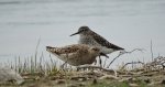 Batalion, bojownik batalion, bojownik zmienny, biegus bojownik, bojownik odmienny (Calidris pugnax) i samotnik, brodziec samotny, stalugwa (Tringa ochropus)