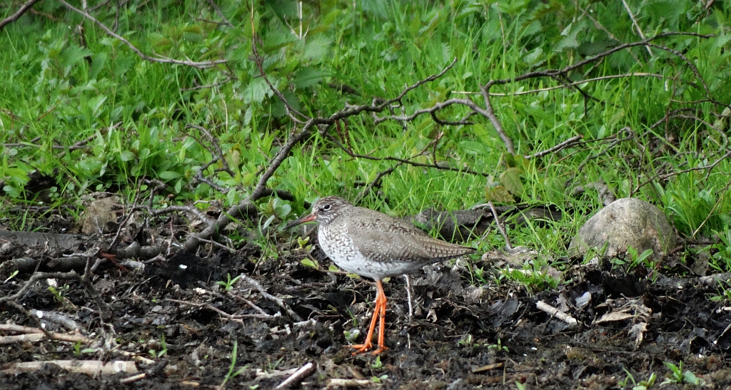 Krwawodziób, brodziec krwawodzioby (Tringa totanus)
