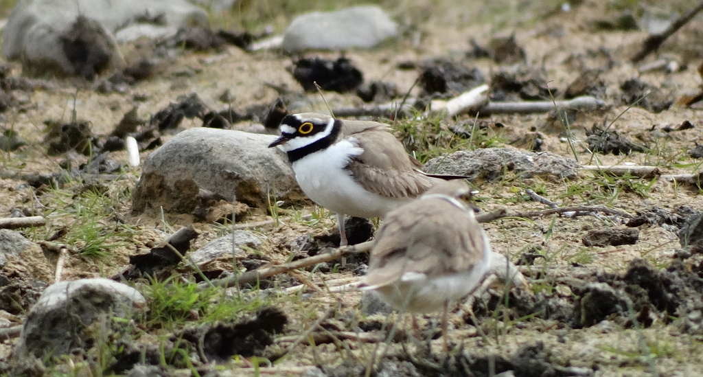 Sieweczka rzeczna (Charadrius dubius)