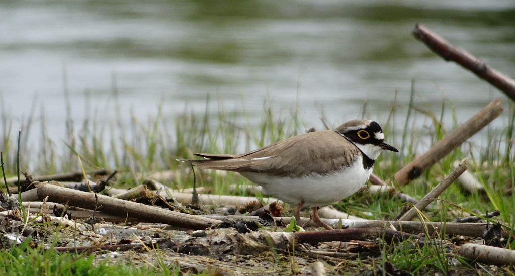 Sieweczka rzeczna (Charadrius dubius)