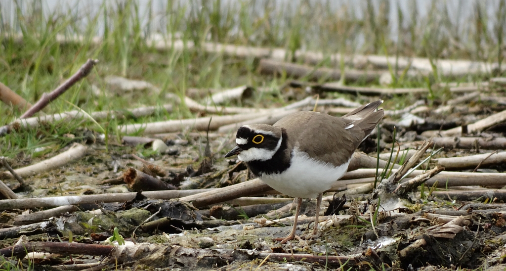 Sieweczka rzeczna (Charadrius dubius)