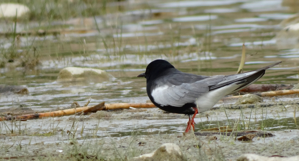 Rybitwa białoskrzydła (Chlidonias leucopterus)