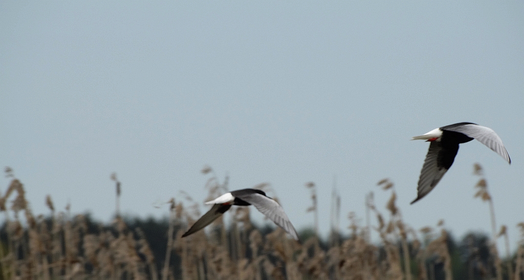 Rybitwa białoskrzydła (Chlidonias leucopterus)