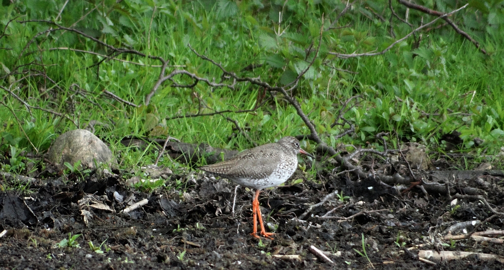 Krwawodziób, brodziec krwawodzioby (Tringa totanus)
