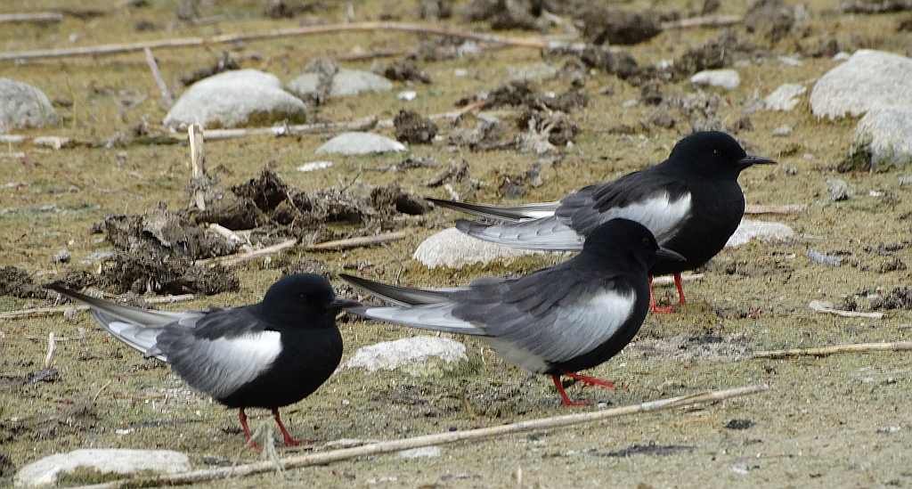 Rybitwa białoskrzydła (Chlidonias leucopterus)