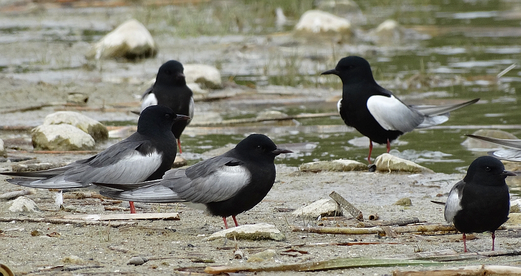 Rybitwa białoskrzydła (Chlidonias leucopterus)