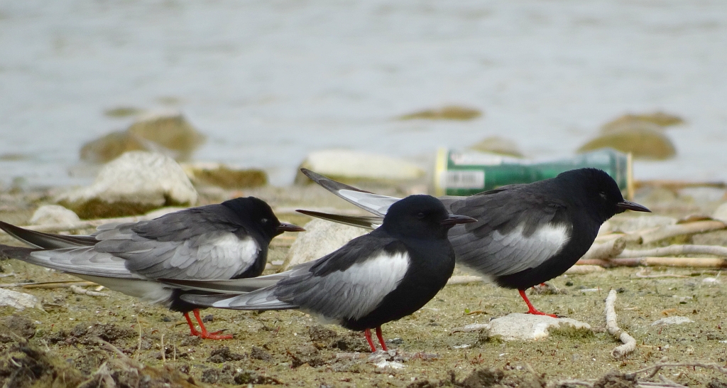 Rybitwa białoskrzydła (Chlidonias leucopterus)